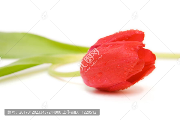 紅色郁金香隔離在WH