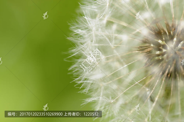 蒲公英