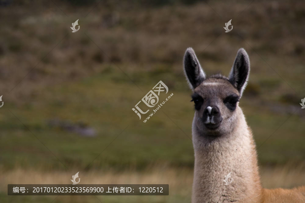 另一個羊駝寶寶