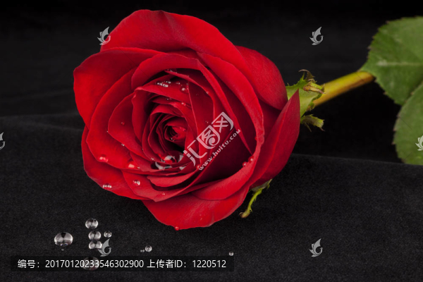 水滴；黑絲絨上的紅玫瑰