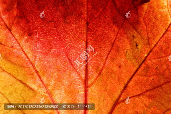 紅色的藤葉