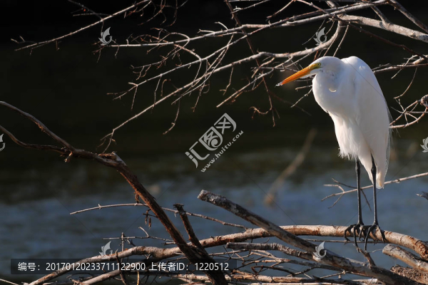 白鷺-匯圖網(wǎng) www.fosd68.com 白鷺