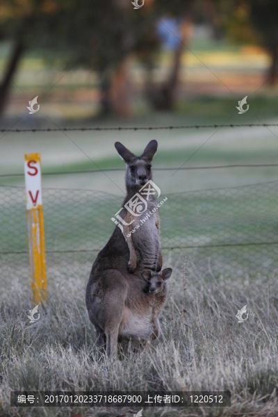 袋鼠-匯圖網(wǎng) www.fosd68.com 袋鼠