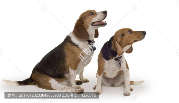 兩只小狗-匯圖網(wǎng) www.fosd68.com 兩只小狗