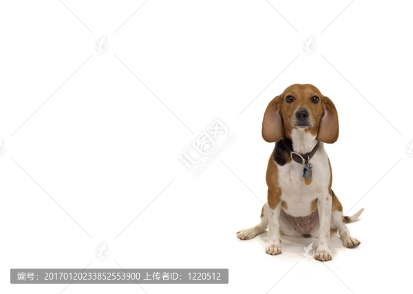 孤獨(dú)的小獵犬-匯圖網(wǎng) www.fosd68.com 孤獨(dú)的小獵犬