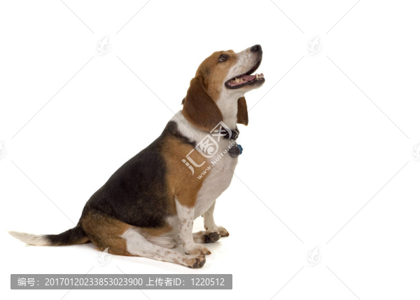 坐的小狗