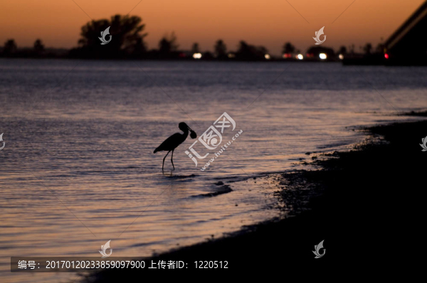 蒼鷺和河豚