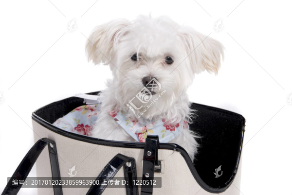 可愛(ài)的小狗在-匯圖網(wǎng) www.fosd68.com 可愛(ài)的小狗在