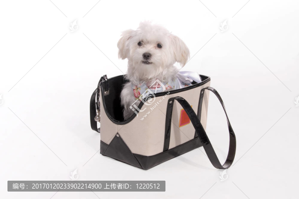 可愛(ài)的小狗在