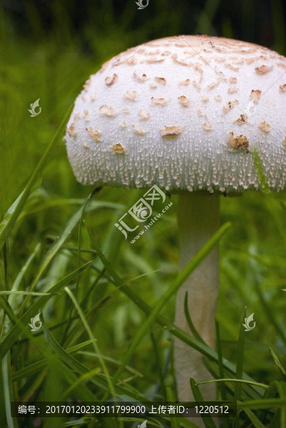 蘑菇帽-匯圖網(wǎng) www.fosd68.com 蘑菇帽