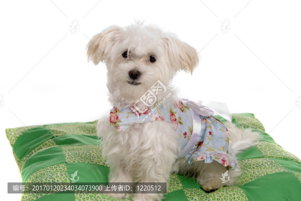 可愛(ài)的小狗在-匯圖網(wǎng) www.fosd68.com 可愛(ài)的小狗在