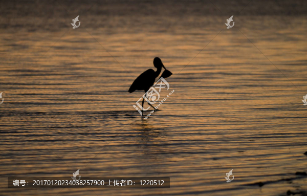 蒼鷺和河豚