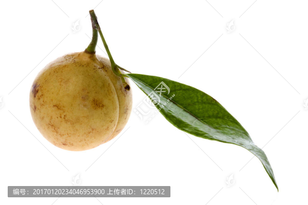 新鮮肉豆蔻分離