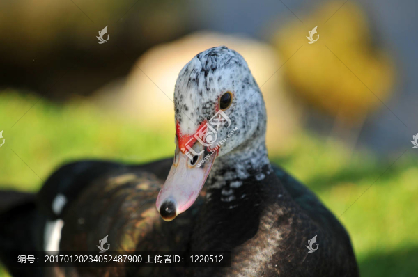 佛羅里達(dá)州的鴨子
