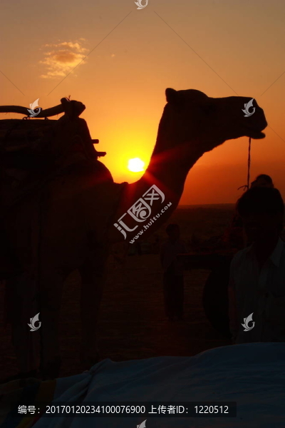 日落后面的駱駝-匯圖網(wǎng) www.fosd68.com 日落后面的駱駝