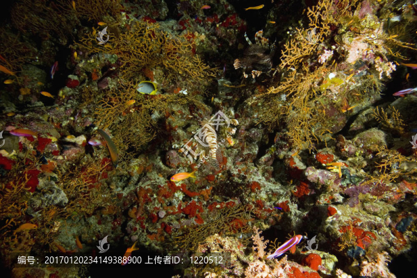 珊瑚和魚