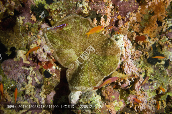 珊瑚和魚