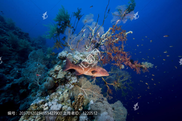 coralgrouper