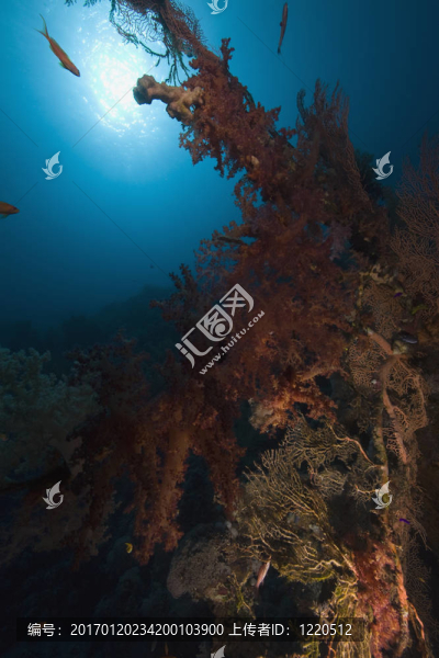 珊瑚；太陽和魚