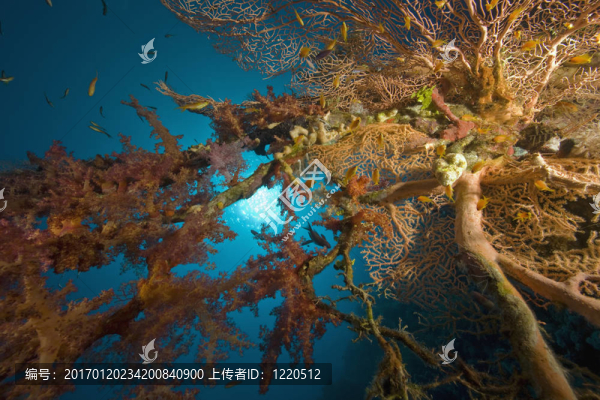 珊瑚；太陽和魚