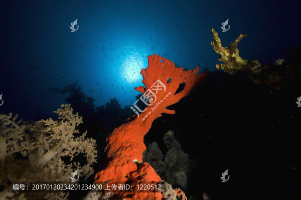 紅色的無聊的海綿