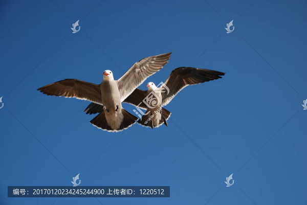 海鷗飛起來