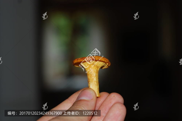 雞油菌
