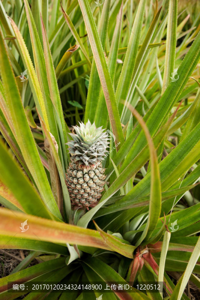 種植菠蘿