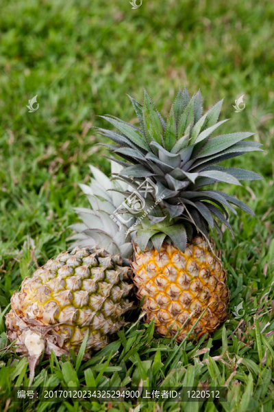 菠蘿-匯圖網(wǎng) www.fosd68.com 菠蘿