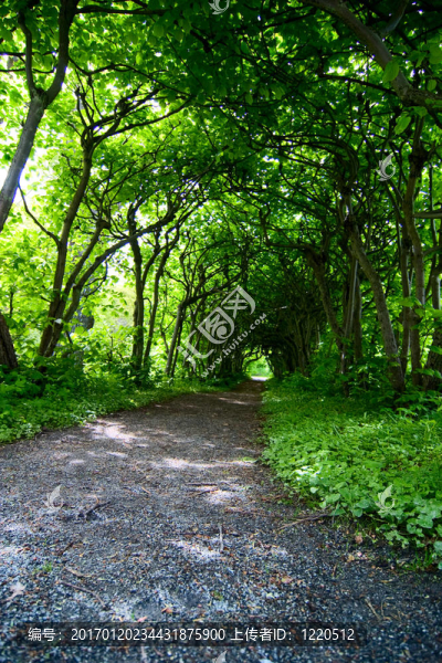 神秘的路徑