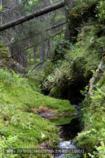 森林摘要-匯圖網(wǎng) www.fosd68.com 森林摘要
