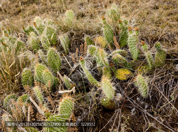 草原仙人掌背景