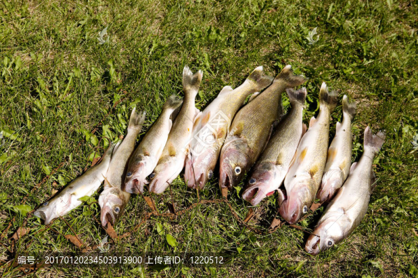 新鮮的魚