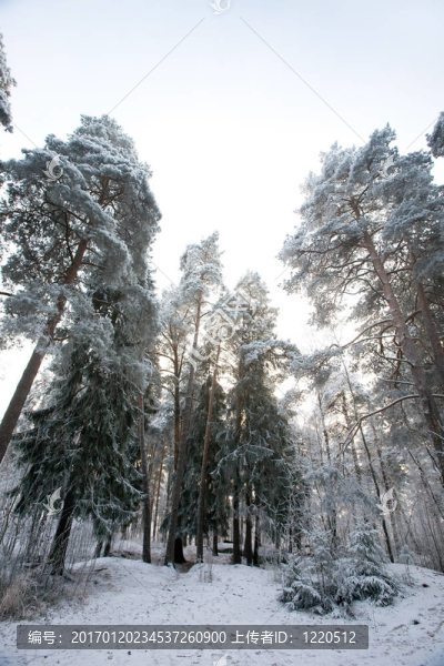 冬天的森林-匯圖網(wǎng) www.fosd68.com 冬天的森林