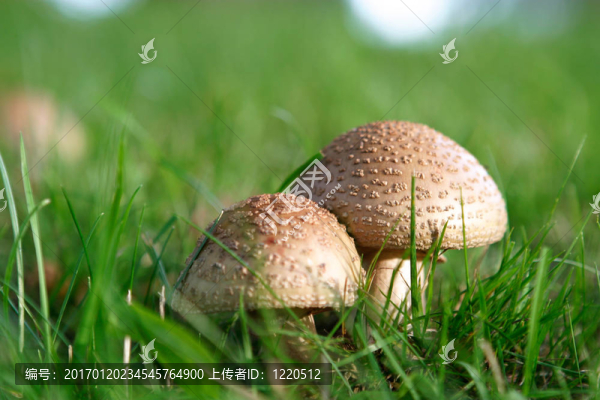 野生蘑菇的細(xì)節(jié)