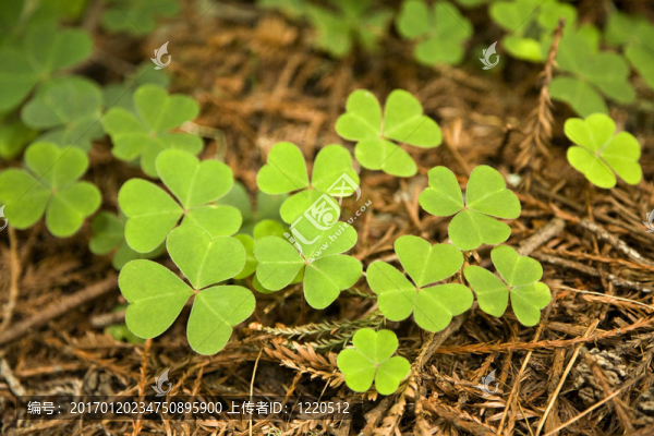 席家花園的幸運(yùn)草植物