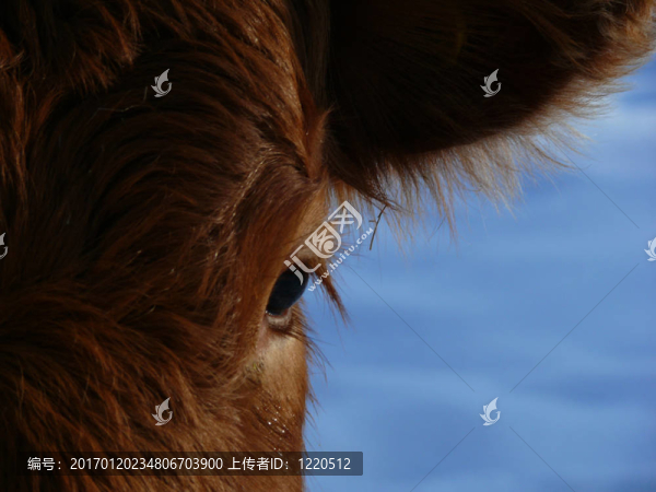 小牛
