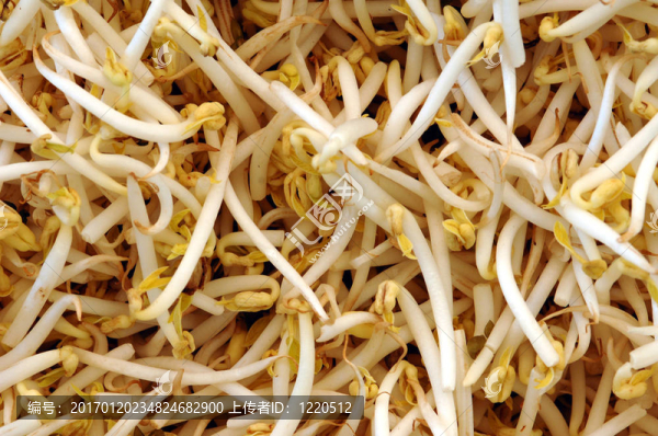 豆芽-匯圖網(wǎng) www.fosd68.com 豆芽