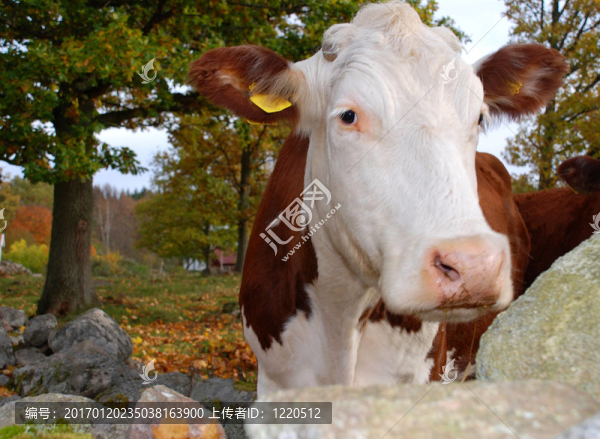 牛在秋天
