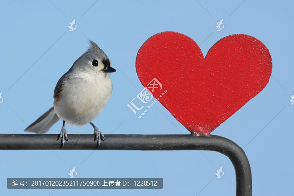 鳥的心