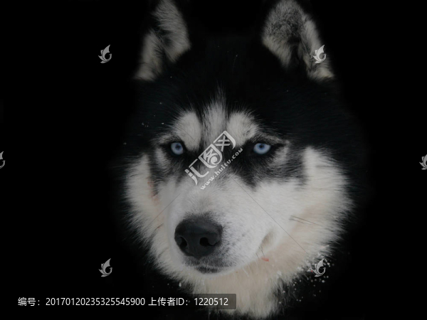 哈士奇