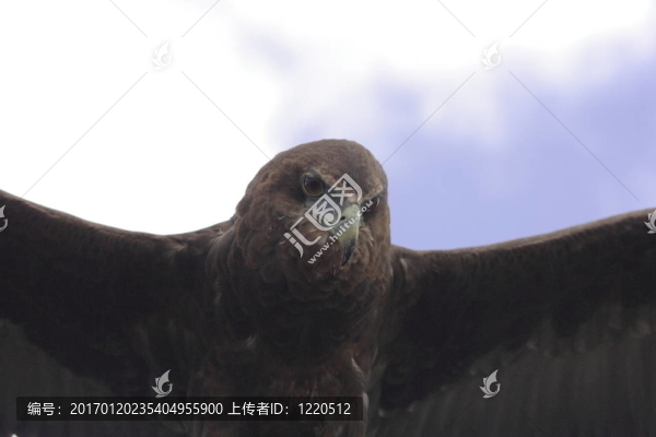 棕色的鳥
