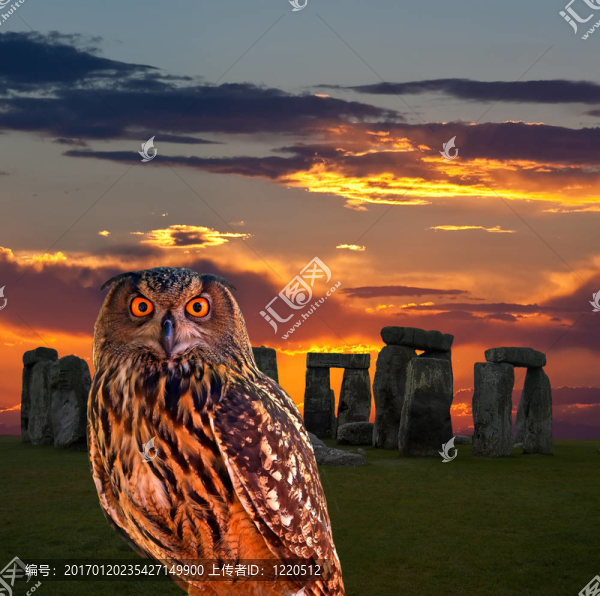 一只貓頭鷹和神秘的圣