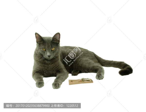 耐心的小貓-匯圖網(wǎng) www.fosd68.com 耐心的小貓