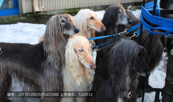 五阿富汗獵犬