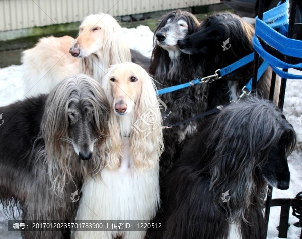 六阿富汗獵犬
