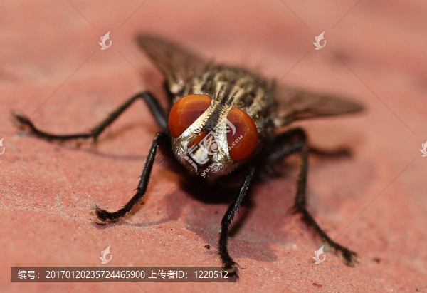 一只蒼蠅的眼睛-匯圖網(wǎng) www.fosd68.com 一只蒼蠅的眼睛