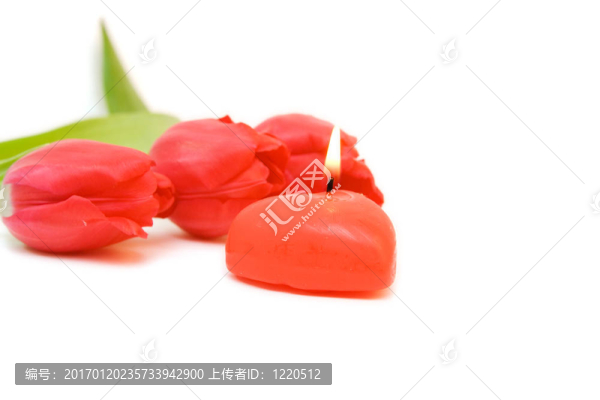 紅色郁金香隔離在WH