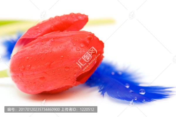 紅色郁金香隔離在WH