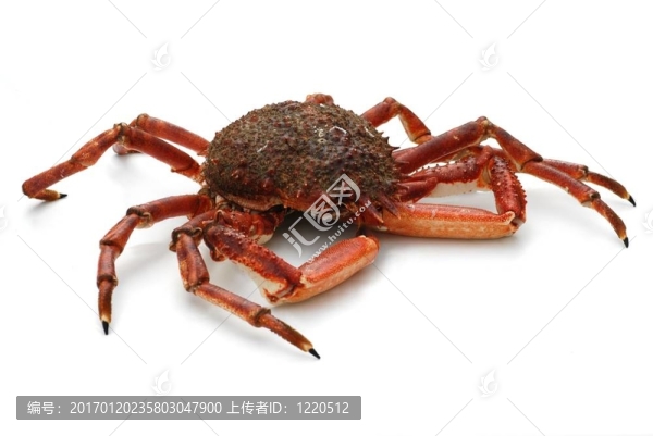 蜘蛛蟹